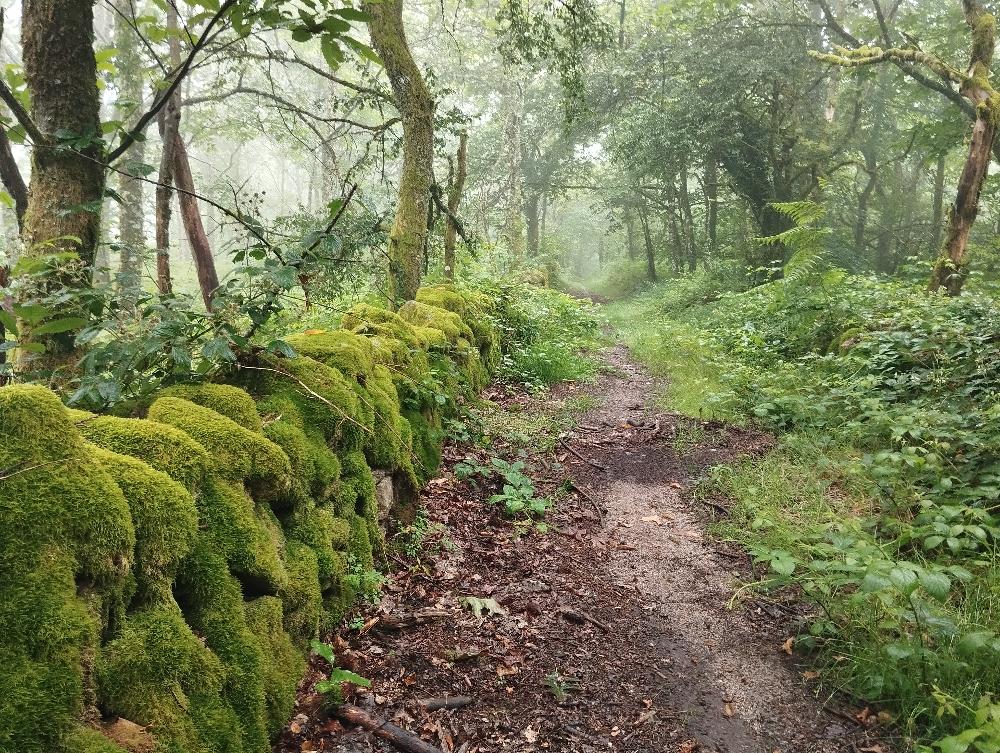 Dans la brume tardive du matin, un très vieux chemin presque boueux dans une forêt au vert sombre, où d'anciens murets de pierre sont cachés par une mousse d'un vert jauni.