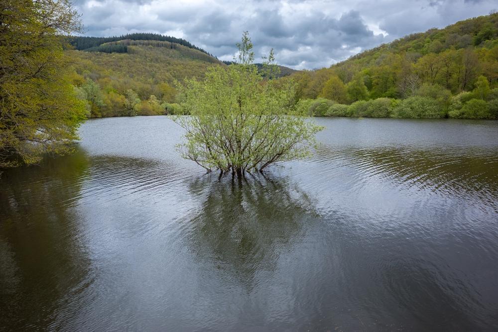 un lac et un arbre en plein milieu, tronc dans l'eau