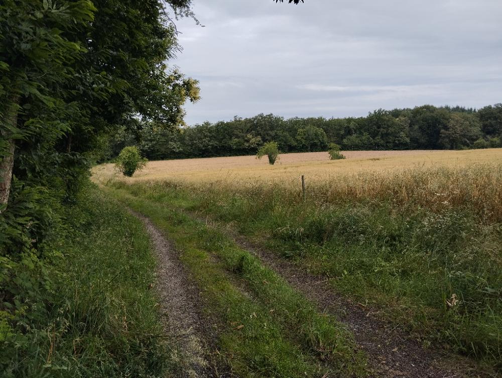 Un champ de blé bordé par une forêt. Les ornières marquent le sentier 